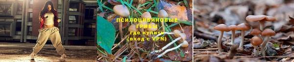 крисы Вязники